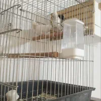 جفت عروس هلندی مولد،آلبینو،دوکت،ایزابلا،لوتینو|پرنده|ری, دیلمان|دیوار