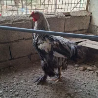 خروس|حیوانات مزرعه|کرج, چمن|دیوار
