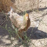 مرغ و خروس زینتی|حیوانات مزرعه|مشهد, صیدآباد|دیوار