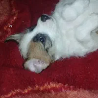 سگ تریر پا کوتا|سگ|اهواز, بیست متری شهدا|دیوار