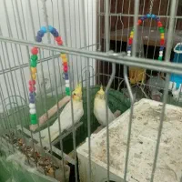 یک جفت عروس هلندی