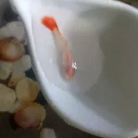 ماهی گپی امده