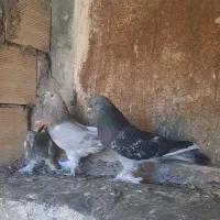 یک جفت ترکیه‌ای