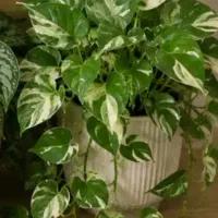 استخدام برای فروش گل پتوس