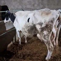 گاو شیری  ۳ماه  آبستن  ۲۰ کیلو  داره