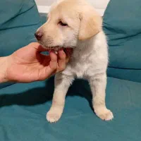 واگذاری طوله ماده سرابی|سگ|بهارستان, |دیوار