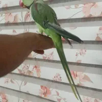 جوجه شاه طوطی نر