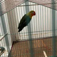 کوتله برزیلی|پرنده|برازجان, |دیوار