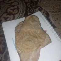 فسیل درجه یک|کلکسیون اشیاء عتیقه|دامغان, |دیوار