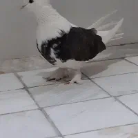 ماده ابلغ مهر