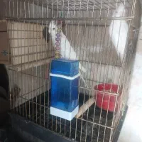 عروس هلندی
