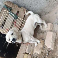 سگ پاپی سالم سلامت دهن پاک ۲تومان|سگ|جوادآباد, |دیوار