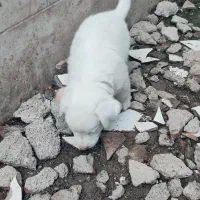 توله سگ پا کوتاه