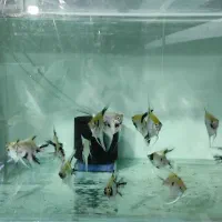 ماهی آنجل کوی|ماهی|کرمانشاه, |دیوار