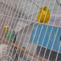 مرغ عشق اهلی و فنج اهلی|پرنده|ارومیه, |دیوار