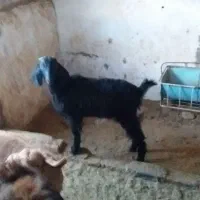 سلام سه بزغاله ماده بایک بز|حیوانات مزرعه|بیرجند, |دیوار