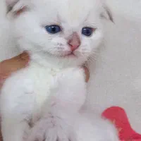 اسکاتیش گلد|گربه|مشهد, سمزقند|دیوار