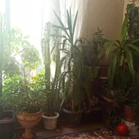 گل بزرگ طبیعی|گل و گیاه طبیعی|اصفهان, کشاورزی|دیوار