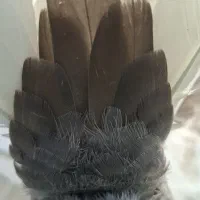 قهوه دم سفید شمک تخت دوازده دم|پرنده|جنت, |دیوار