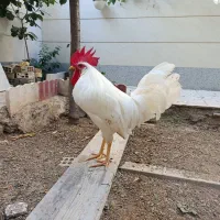 خروس واکسن خورده یک ساله