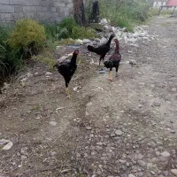 سلام خدمت عشق بازان تعداد جوجه لاری ۶ماهه|حیوانات مزرعه|رشت, ولکس|دیوار