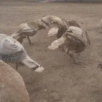 بوقلمون محلی