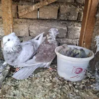 کفتر پرشی|پرنده|اصفهان, دستگرده|دیوار