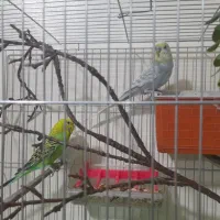 مرغ عشق رنگین کمانی و هلندی مولد تضمینی