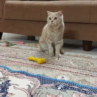 اسکاتیش نر|گربه|مشهد, کوشش|دیوار