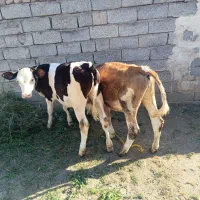 دو عدد گوساله سیمینتال ماده