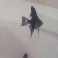 بهترین کیفیت از ما بخواهید|ماهی|هشتگرد, هشتگرد قدیم|دیوار