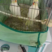 سلام جفت عروس هلندی ب  فروش می‌رسد