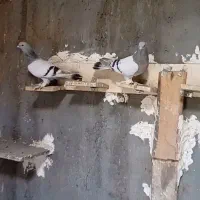 جفت ترکیه فروشی لوتی شازده