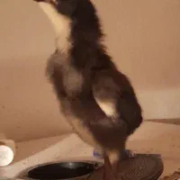 فروش جوجه های ۱۴ روزه لاری و برهمای اصیل با کیفیت