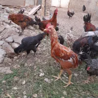 جوجه خروس