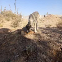 سگ سرابی درج یک۲سالع ماده|سگ|میمه, |دیوار