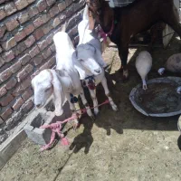 سه عدد بز غاز جوجه غاز شاخک غاز بزرگ