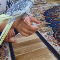 عروس هلندی ماده