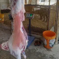 نیازمند کارگر جوان دست پاک در قصابی و دامداری