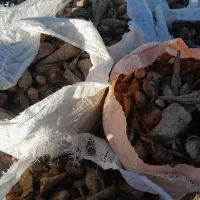 چغندر ریز