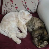 گربه پرشین|گربه|اهواز, کوروش|دیوار