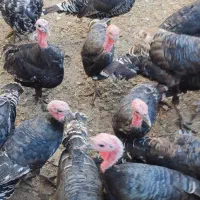 بوقلمون‌محلی|حیوانات مزرعه|الوند, |دیوار