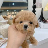 مالتیپوو|سگ|تهران, صادقیه|دیوار