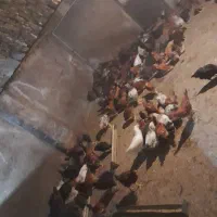 جوجه عالی یک کیلو بزرگ