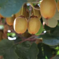 چهل تن کیوی ازیک هکتار باغ کیوی