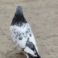 رنگی|پرنده|بندر ماهشهر, |دیوار