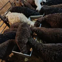 بره نر همو و بره ماده همو وهترو