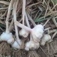 سیر دانه درشت ارگانیک