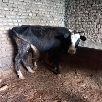 گاو|حیوانات مزرعه|گرگان, |دیوار