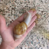 البینو|خزنده|دزفول, |دیوار